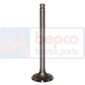 EXHAUST VALVE , Landini, Prima - 4000R, Engine and components, Cylinder head, Exhaust valve